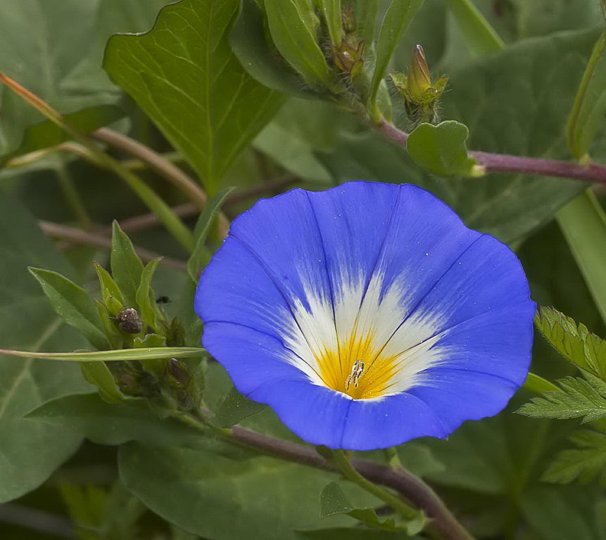 پیچک سه رنگ